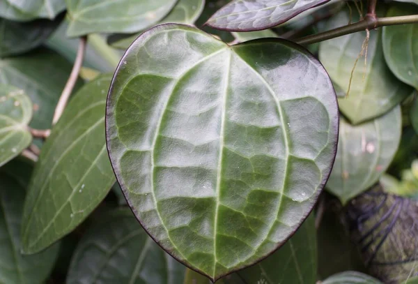 Piękny Liść Kształcie Miłości Hoya Latifolia Rzadka Tropikalna Roślina Domowa — Zdjęcie stockowe