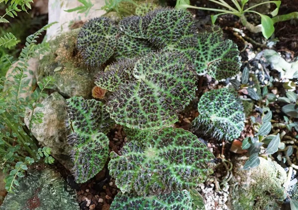 Picos Únicos Pretos Begonia Melanobullata Folhas Verdes Uma Planta Tropical — Fotografia de Stock