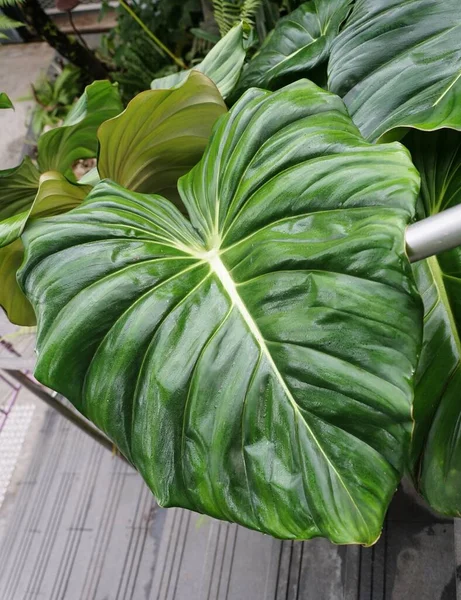 珍しい熱帯植物であるフィロデンドロン パスタザヌムの成熟した愛状の緑の葉 — ストック写真
