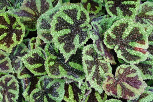 식물인 베고니아 마나의 아름다운 무늬를 가까이 — 스톡 사진
