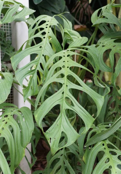 珍しい熱帯植物モンステラEsqueletoの大きく成熟した緑の葉の閉鎖 — ストック写真