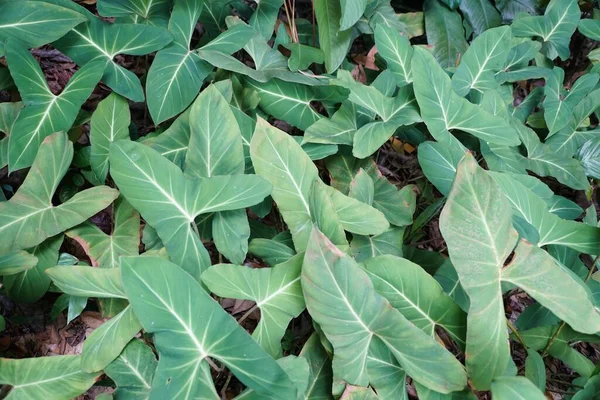 Krásné Zelené Listy Adelonema Crinipes Neotropní Aroid Původem Jižní Ameriky — Stock fotografie
