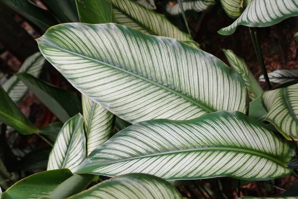 Zbliżenie Zielono Białego Liścia Calathea Vittata — Zdjęcie stockowe