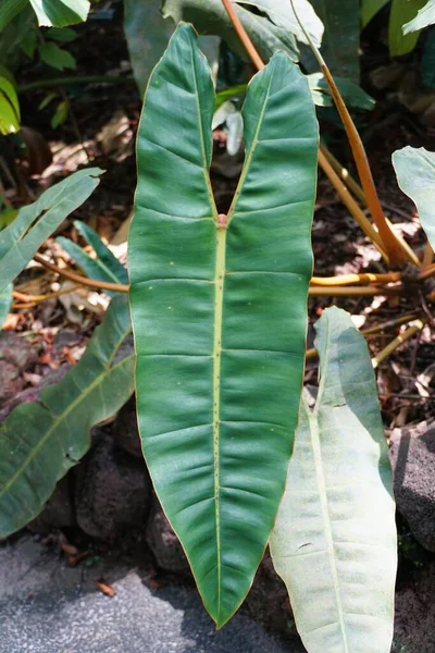 Uma Folha Verde Grande Ondulada Philodendron Billietiae Uma Planta Tropical — Fotografia de Stock