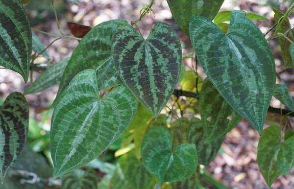 Beautiful leaves pattern of Dioscorea Dodecaneura