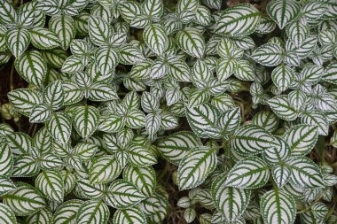 Yeşil ve beyaz bir Impatiens Mariana yaprakları.