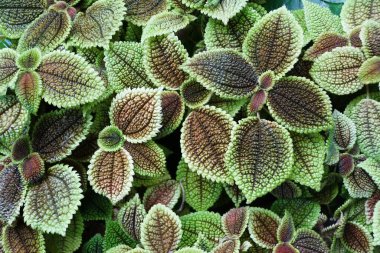 Pilea Involucrata 'nın güzel yeşil ve koyu kırmızı yaprakları, aynı zamanda Dostluk Bitkisi olarak da bilinir.