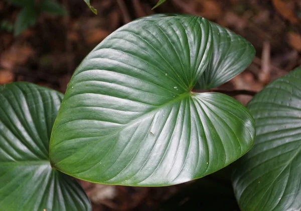 Közelkép Homalomena Rubescens Egy Ritka Trópusi Növény Csillogó Szerelem Alakú — Stock Fotó