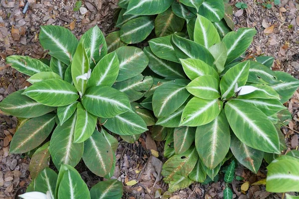 熱帯植物としては珍しいスパフィリウムシルバーストラックの緑と白の葉 — ストック写真