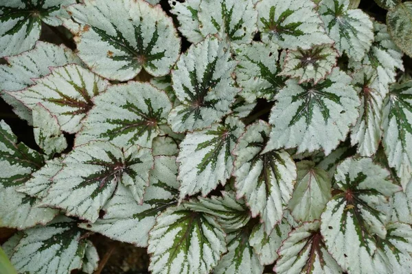 Close Beautiful Green Silver Leaf Pattern Rex Begonia — Stock Photo, Image
