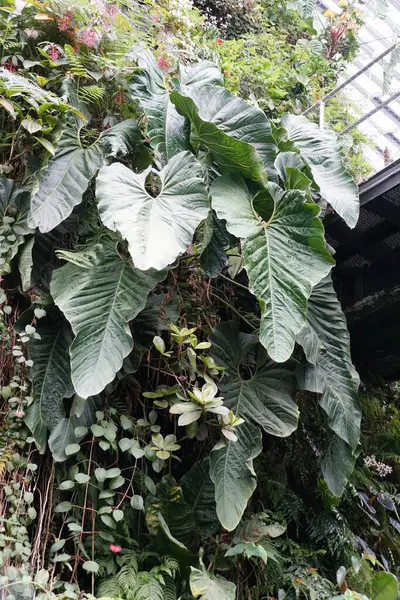 Dojrzałe Zielone Liście Anthurium Cupulispathum Rzadkiej Tropikalnej Rośliny — Zdjęcie stockowe