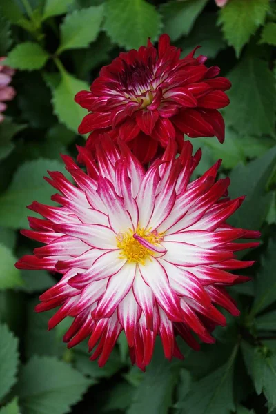 Blisko Czerwony Biały Kwiat Dahlia Pełnym Rozkwicie — Zdjęcie stockowe