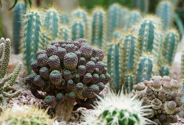 Primer Plano Del Diminuto Cactus Oscuro Conocido Como Sulcorebutia Rauschii —  Fotos de Stock