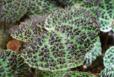 Nadir bulunan bir bitki olan Begonia Melanobullata yeşil yaprağındaki siyah dikenleri kapatın.