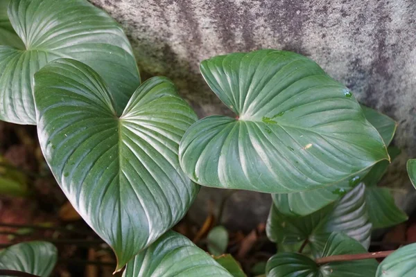 红豆杉是一种稀有的热带植物 它的叶子上闪烁着爱情的光芒 — 图库照片