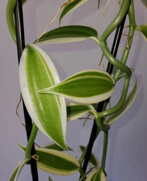 Vanília Planifolia Orchidea Fehér Zöld Leveleinek Közelsége — Stock Fotó