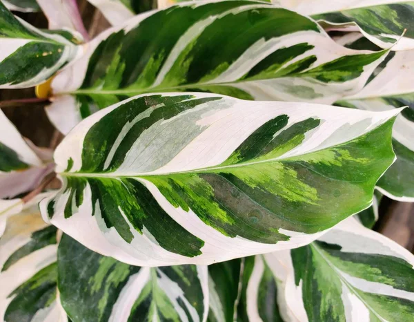 カラセア ホワイト フュージョンの美しい斑入り葉のクローズアップ — ストック写真