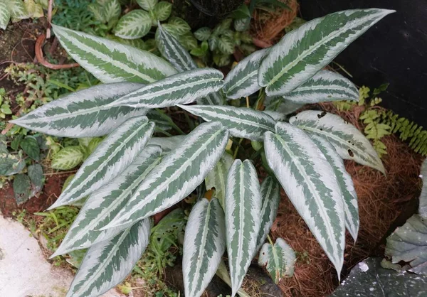 Schöne Silberne Und Grüne Schmale Blätter Von Schismatoglottis Hainanensis — Stockfoto