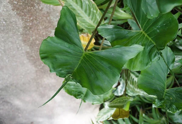 Forma Folha Verde Bonita Alocasia Stingray Uma Planta Tropical Rara — Fotografia de Stock