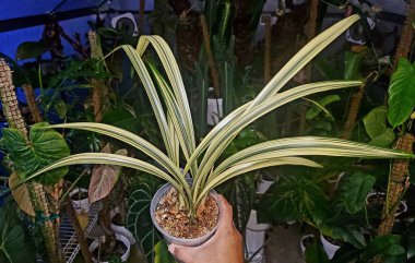 Güzel sarı ve yeşil Cymbidium yaprakları Sinense Tian Yu
