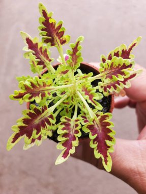 Kırmızı ve yeşil yapraklı minyatür bir coleus bitkisinin yakınında.