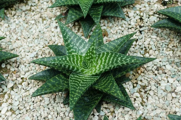 이달려 나선형 생성하는 비니아 Limifolia — 스톡 사진