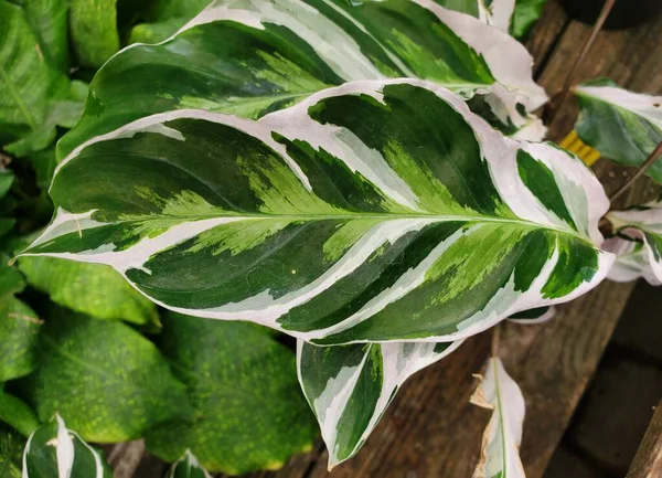 カラセア ホワイト フュージョンの美しい斑入り葉の閉鎖 — ストック写真