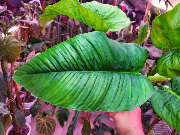 Schönes Grünes Blatt Von Philodendron Rugapetiolatum Einer Seltenen Tropischen Pflanze — Stockfoto