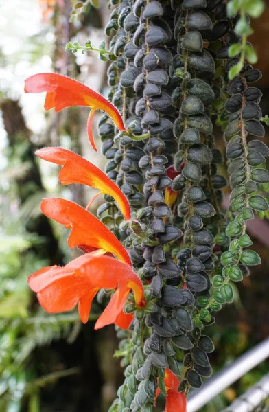 珍しい熱帯植物Ceratostema Villosaの小さな葉と赤い花 — ストック写真