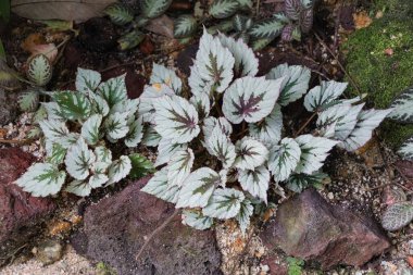 Rex Begonia 'nın güzel yeşil ve gümüş yaprakları.