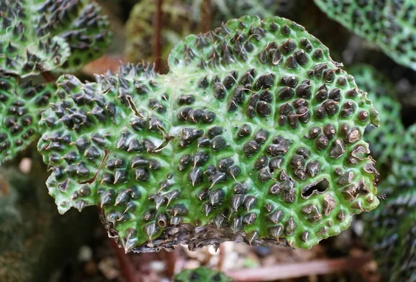 희귀하고 인기있는 식물인 베고니아 멜라니 돌기들을 가까이 — 스톡 사진