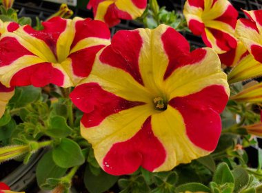 Güzel kırmızı ve sarı petunya çiçekleri tam çiçeklendiğinde