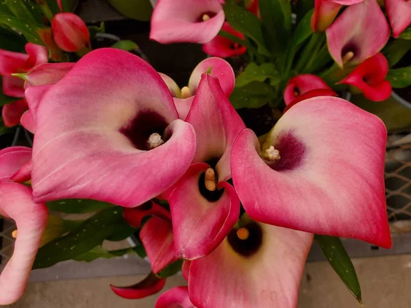 Ярко Розовый Цвет Цветов Cheerio Calla Lily — стоковое фото
