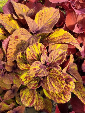 Yıllık bir bitki olan Coleus Güneş Sıcaklığı Gökyüzünün canlı renkli yaprakları