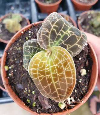 Macodes Sanderiana X Limii 'nin baş döndürücü yaprakları, çoğunlukla Jewel Orchid Gold Dust olarak bilinir.