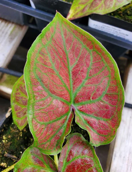 美しい赤と緑の葉のパターンの閉鎖カラジウムフォールンシティ — ストック写真