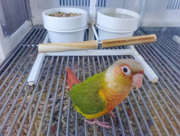 Close Green Cheek Conure Beautiful Small Parrot Its Cage — Stock Photo, Image