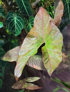 Güzel kırmızı ven ve yeşil yaprak Cyrtosperma Johnstonii, nadir bir tropikal bitki