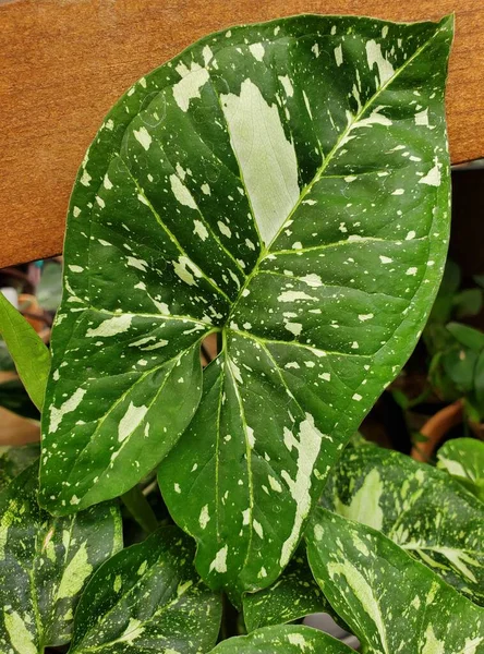 珍しい熱帯植物シンゴニムパンダの緑と白の斑点のある色の葉 — ストック写真