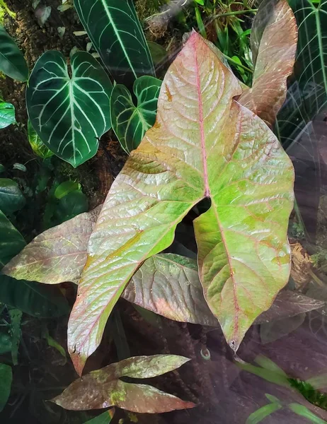 Piękna Czerwona Żyła Zielony Liść Cyrtosperma Johnstonii Rzadka Roślina Tropikalna — Zdjęcie stockowe
