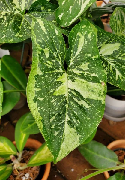 Close Green White Specked Color Leaf Syngonium Panda Rare Tropical — Stock Photo, Image