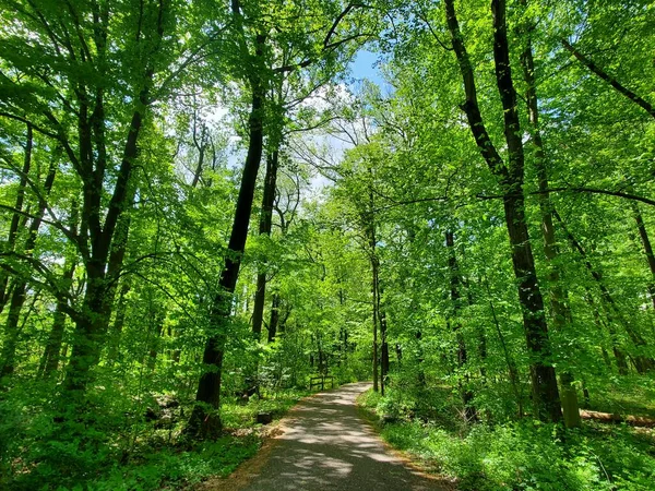 Hermosos Árboles Verdes Largo Ruta Senderismo Cerca Bellevue Park Wilmington — Foto de Stock