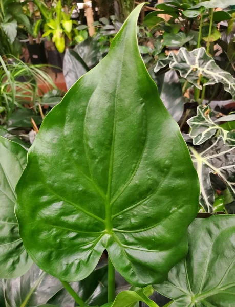 Alocasia Cucullataの愛の形の葉の閉じる — ストック写真