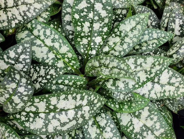 豆科植物杂交种的美丽的白斑绿叶 — 图库照片