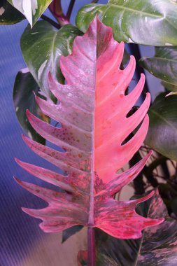 Beautiful pink and dark red variegated leaf of Philodendron Caramel Marble, a rare and expensive tropical plant