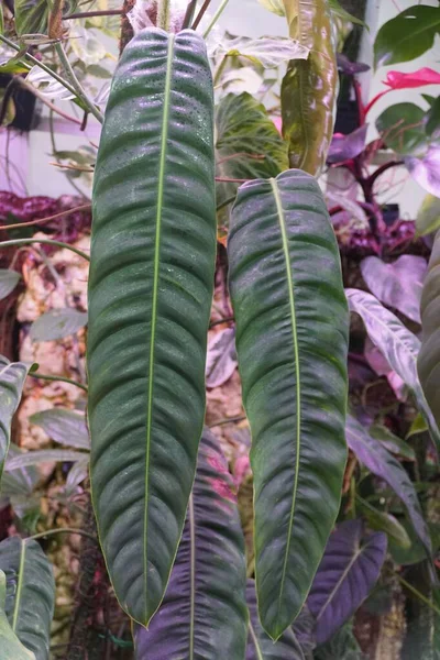 Длинный Лист Philodendron Caciae Одного Самых Популярных Востребованных Домашних Растений — стоковое фото