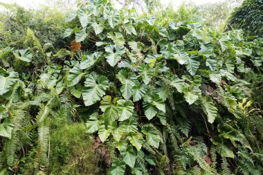 Singapur, körfez yakınlarındaki Gardens 'ta güzel olgun ve büyük Philodendron yaprakları ve eğreltiotları.