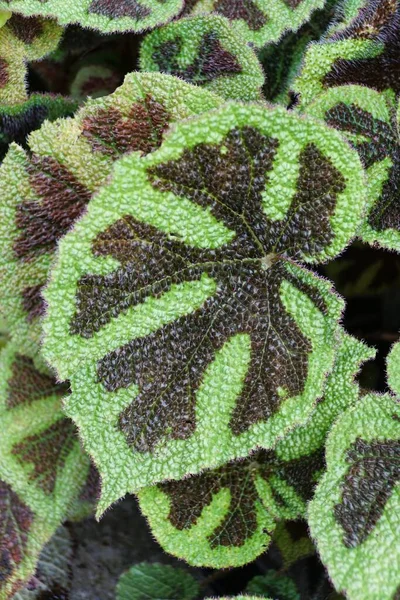 Lähikuva Kaunis Lehtien Kuvio Begonia Masoniana Harvinainen Trooppinen Huonekasvi — kuvapankkivalokuva