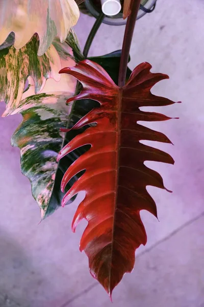 Superbe Couleur Rouge Foncé Feuille Panachée Marbre Caramel Philodendron Une — Photo