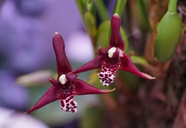 Close up of the dark flowers of Maxillaria tenuifolia, also commonly known as the Coconut orchid
